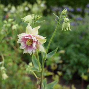 Aquilegia vulgaris var. stellata 'Nora Barlow' ---